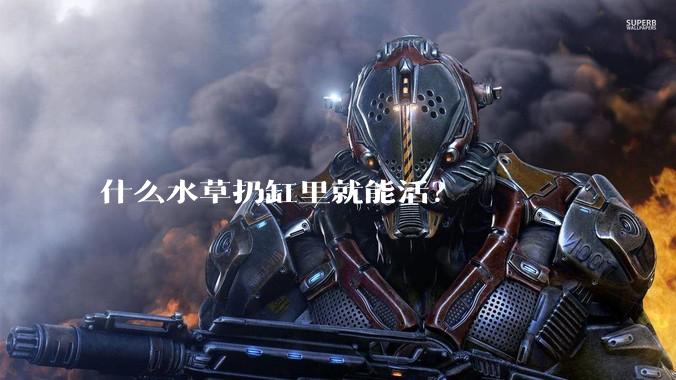 什么水草扔缸里就能活？