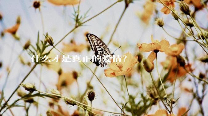 什么才是真正的爱情？